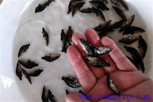 鱖魚(yú)苗怎么養