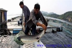 網(wǎng)箱養殖俄羅斯鱘魚(yú)的方法