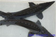 俄羅斯鱘魚(yú)常見(jiàn)病害有哪些，如何防治？