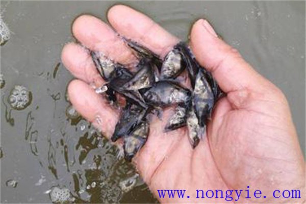 如何選購優(yōu)良鱖魚(yú)苗種