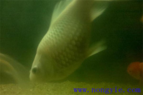 鯉魚(yú)的產(chǎn)卵季節