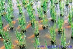 利用稻田養殖鯉魚(yú)好處多