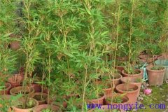 唐竹的特點(diǎn)和用處都有哪些？