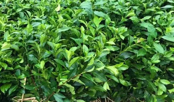 如何對采穗茶樹(shù)的母樹(shù)進(jìn)行管理