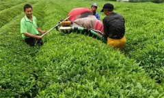 如何確定茶葉機采時(shí)間 機械采茶方法主要有哪些