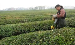 如何做好修剪后的茶園管理？