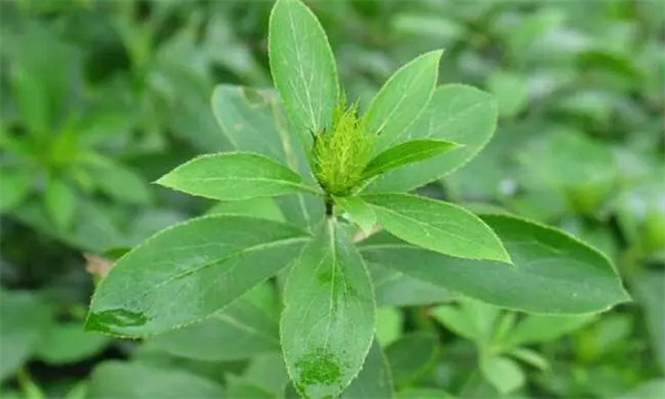 蒼術(shù)白絹病的發(fā)病規律
