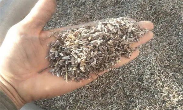 蒼術(shù)的種子繁殖應該注意哪些問(wèn)題