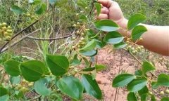 金剛藤有何藥用價(jià)值？臨床應用如何？