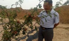 花椒栽培方式有哪幾種？
