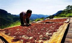 花椒采摘后怎樣晾曬？花椒晾干方法簡(jiǎn)介