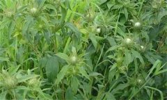 白術(shù)的主要病害有哪些？其防治方法如何？