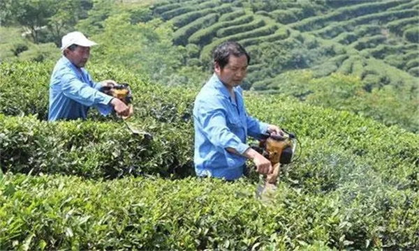 如何對壯年期茶樹(shù)進(jìn)行修剪