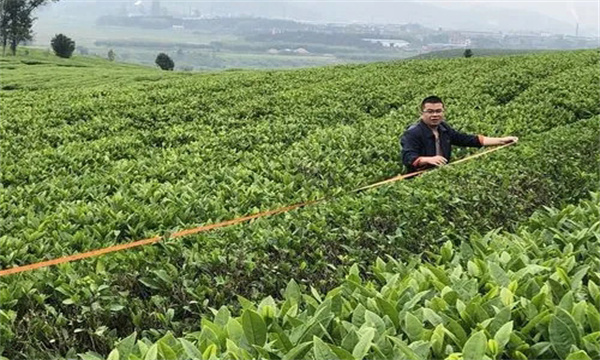 如何對茶樹(shù)進(jìn)行定型修剪