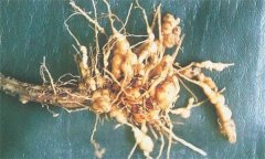 如何防治蒼術(shù)根結線(xiàn)蟲(chóng)病，它有危害癥狀？
