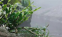 石斛需要什么樣的生長(cháng)環(huán)境？