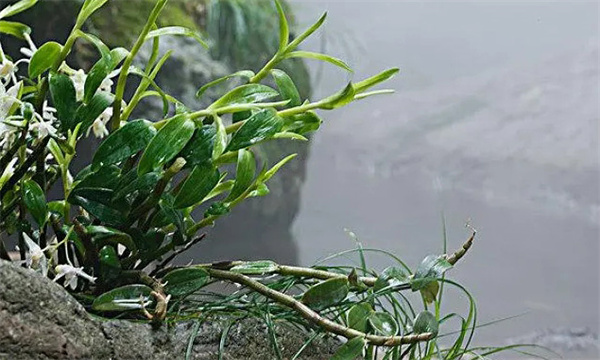石斛需要什么樣的生長(cháng)環(huán)境