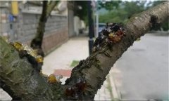 花椒樹(shù)流膠病用什么藥防治，如何預防？
