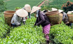 茶葉采摘標準有幾種？