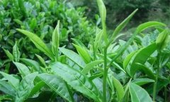 什么叫做采摘周期，什么時(shí)間采摘茶葉為宜？