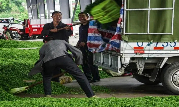 茶樹(shù)鮮葉裝運過(guò)程
