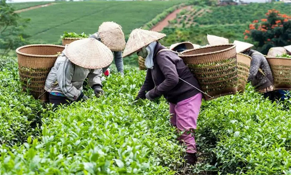 衡量茶樹(shù)鮮葉質(zhì)量好壞的指標