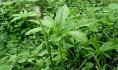 半夏的主要病害有哪些？應如何防治？