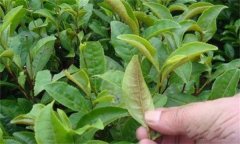 茶橙癭螨為害癥狀，如何防治茶橙癭螨為害？