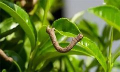 茶尺蠖防治方法，如何防治茶尺蠖為害？