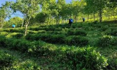 在種植茶園防護林和遮陰樹(shù)時(shí)有哪些要求？