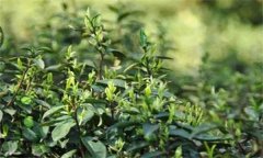 如何對茶樹(shù)越冬休眠期病蟲(chóng)害進(jìn)行綠色防控？