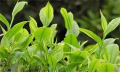 如何對春茶期茶園病蟲(chóng)害進(jìn)行綠色防控？