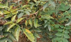 花椒落葉病發(fā)病規律，花椒落葉病的防治方法