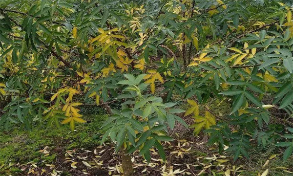 花椒落葉病發(fā)病規律