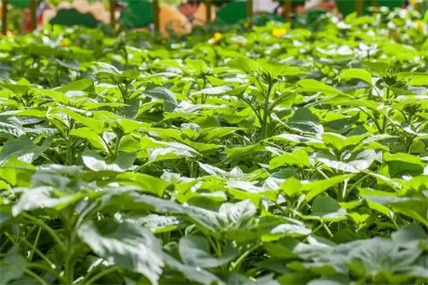 向日葵開(kāi)花期應注意哪方面