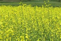 上海地區雙低油菜品種有哪些？