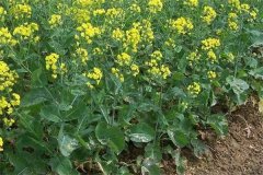 什么是“雙低”油菜，是指什么雙低？