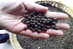香樟樹(shù)種子可以育苗嗎？香樟苗怎么栽植養護？