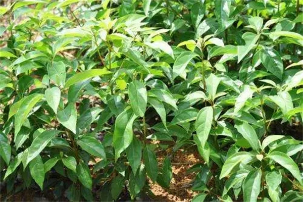 香樟苗怎么栽植養護