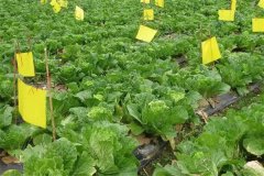 什么是病蟲(chóng)害的生物防治，主要有哪些方法？