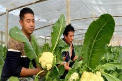 蔬菜病蟲(chóng)害的生物防治具有哪些優(yōu)點(diǎn)？