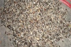 用棉仁含量高的棉籽殼栽培平菇會(huì )影響菌絲生長(cháng)