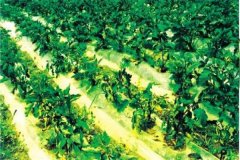 什么是蔬菜病蟲(chóng)害綠色防控，主要內容是什么？