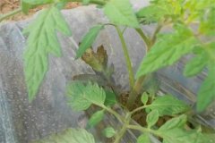 番茄早疫病和晚疫病的癥狀有什么區別？