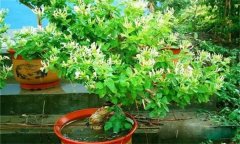 金銀花的修剪方法，如何修枝整形？