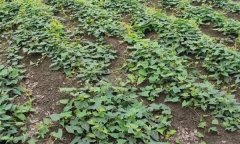 何首烏的形態(tài)特征與生長(cháng)習性