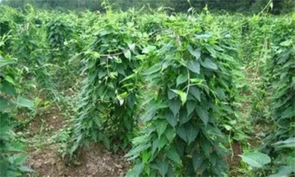 何首烏的生長(cháng)習性
