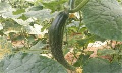種植黃瓜為什么會(huì )出現畸形瓜？