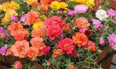 讓夏季花卉開(kāi)得更好的方法，夏季養花注意事項