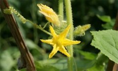 黃瓜為什么出現雌花過(guò)多 黃瓜雌花過(guò)多怎么辦